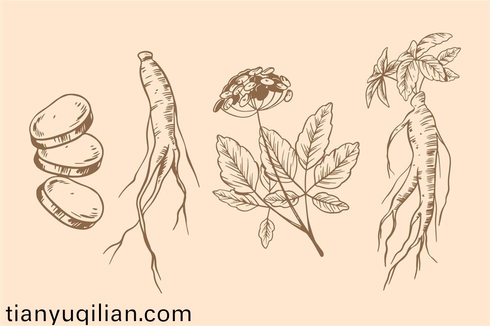 環(huan)黃(huang)芪醕(chun)